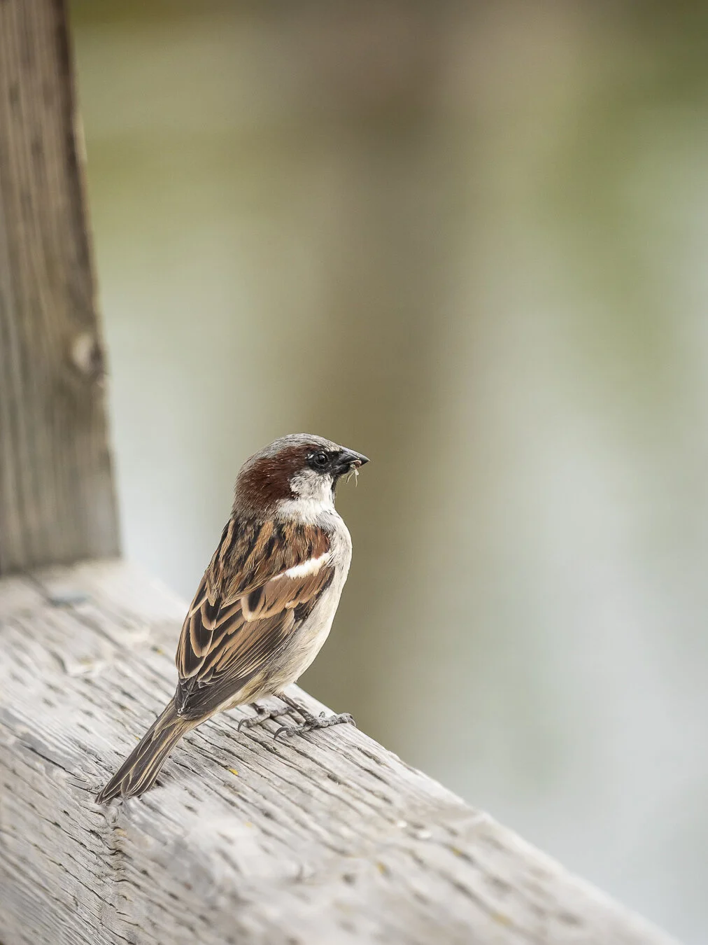 Small birds like this are a little more unpredictable, unless they perch.