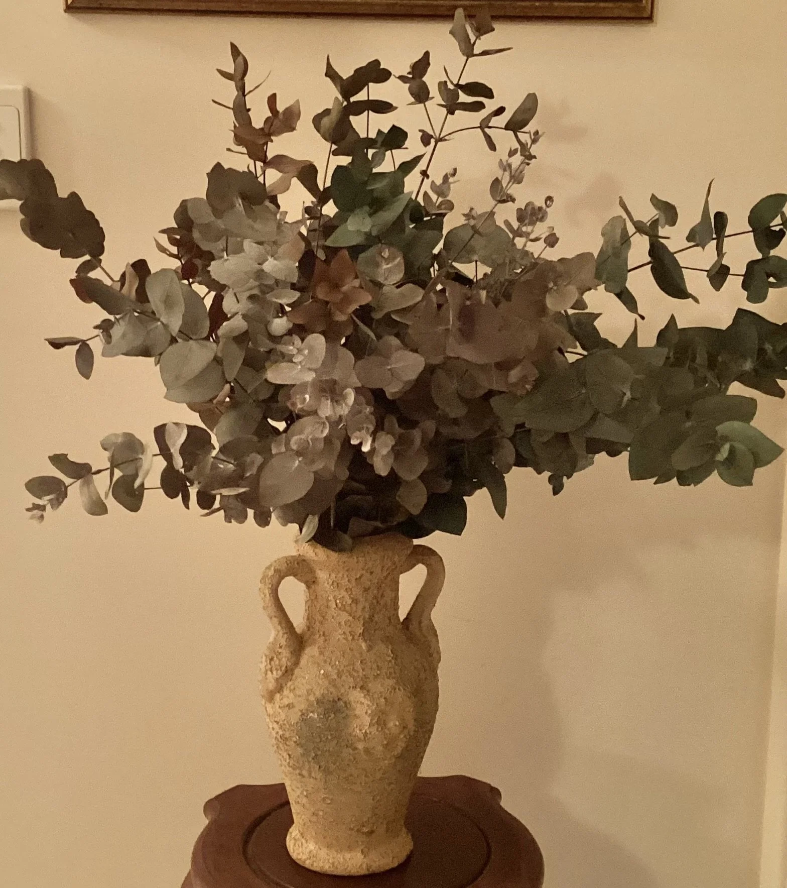 Eucalyptus - Retail