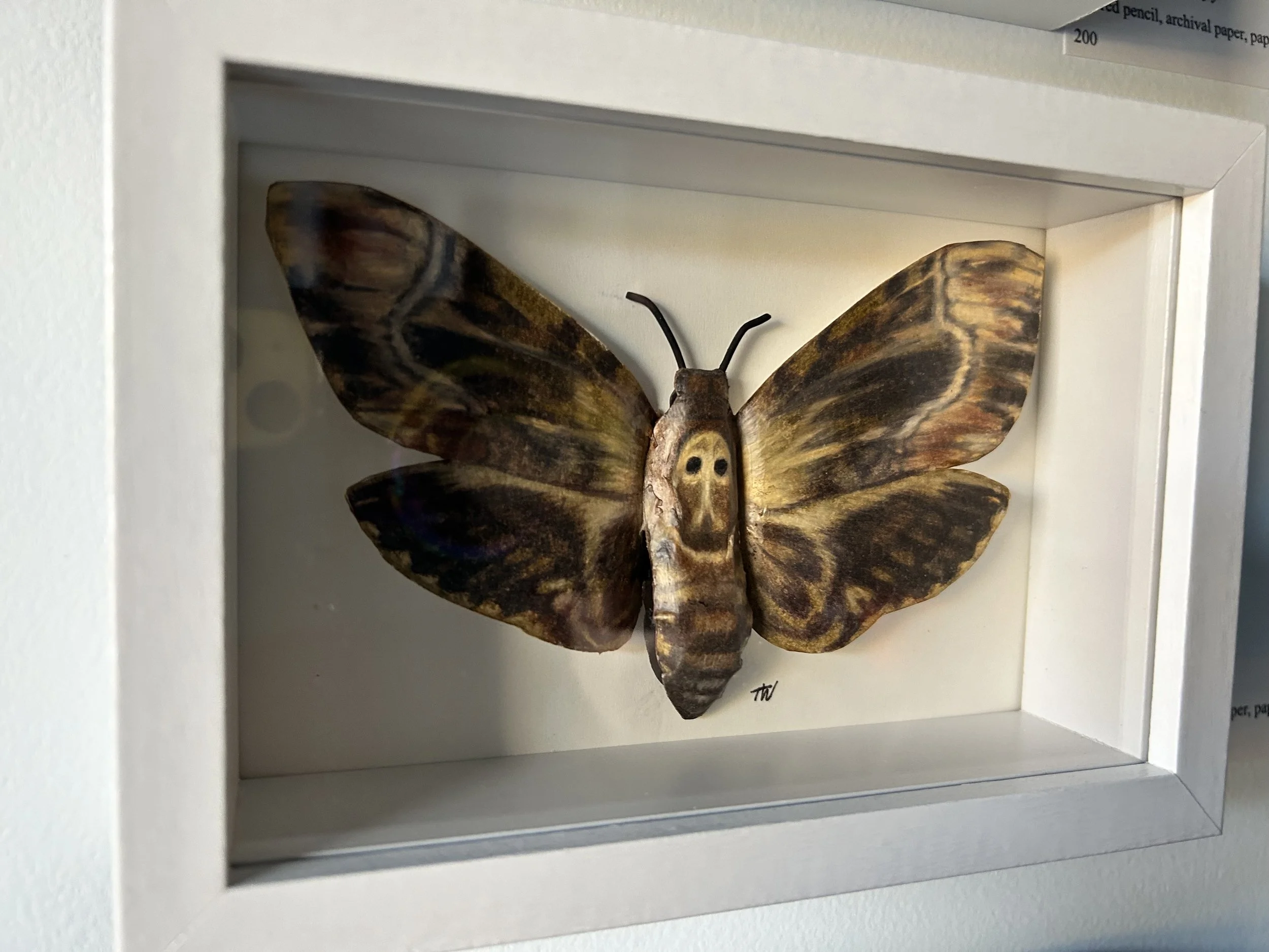 Hawk Moth - colored pencil on paper cutout