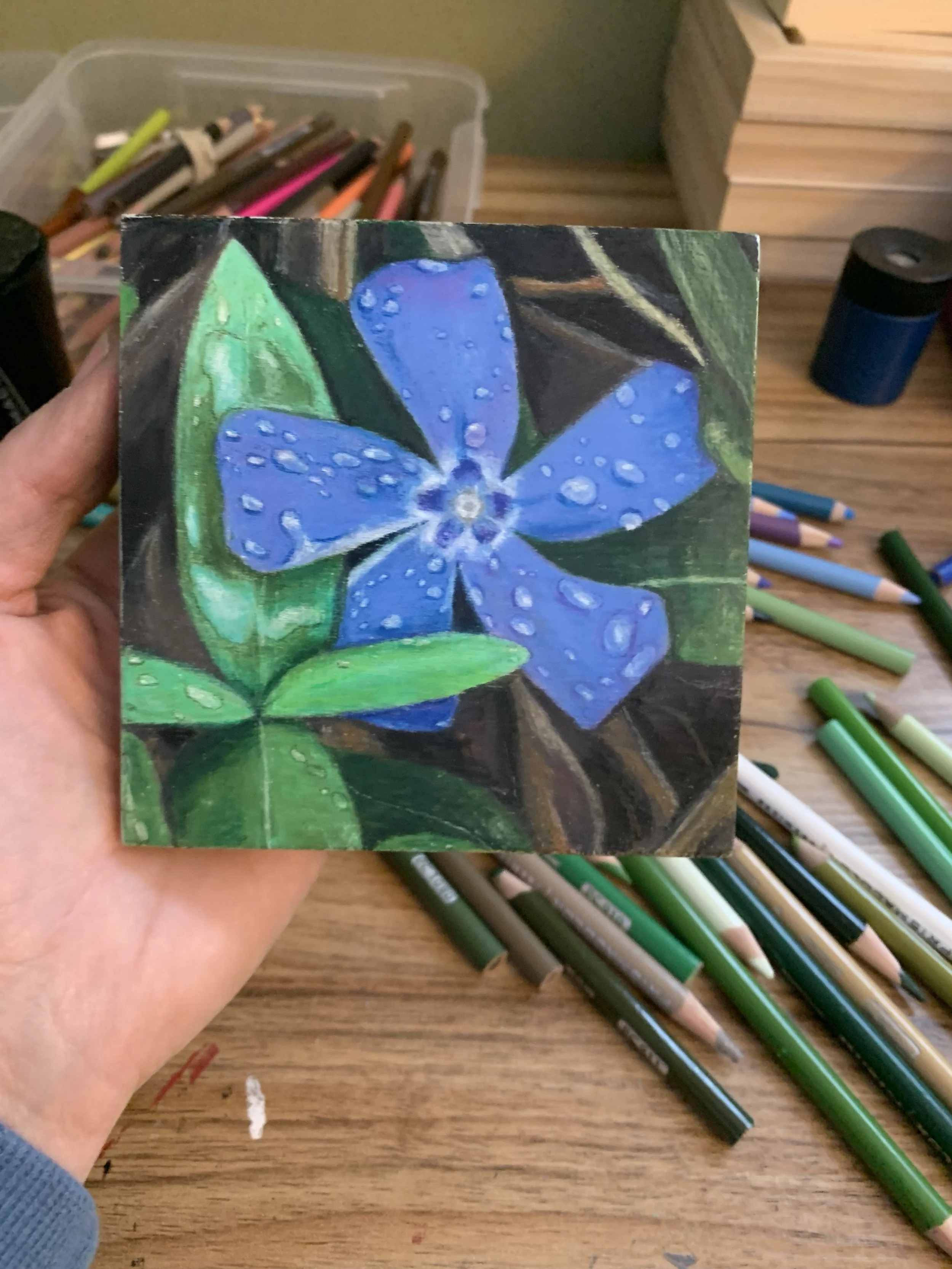 Forget-Me-Not - colored pencil on wood