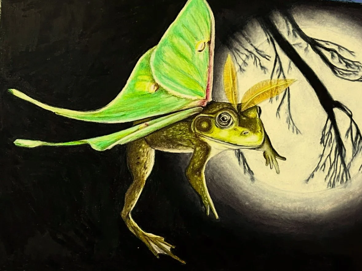 New England Luna Moth - colored pencil on paper 