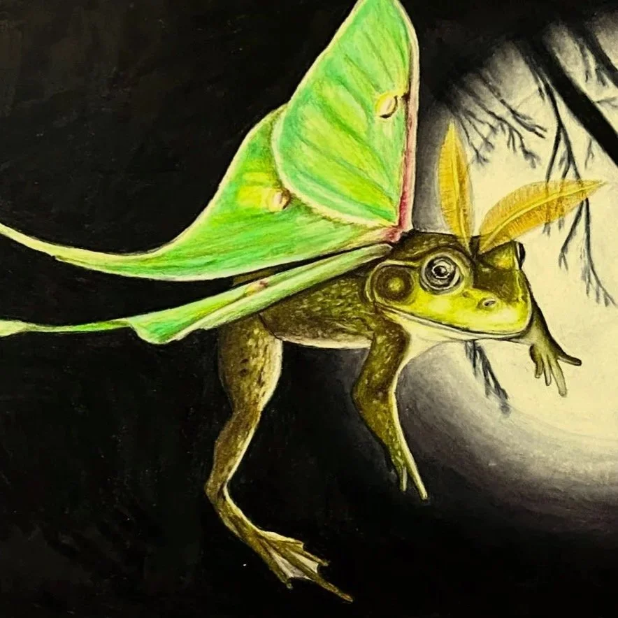 New England Luna Moth (close-up) - colored pencil on paper 