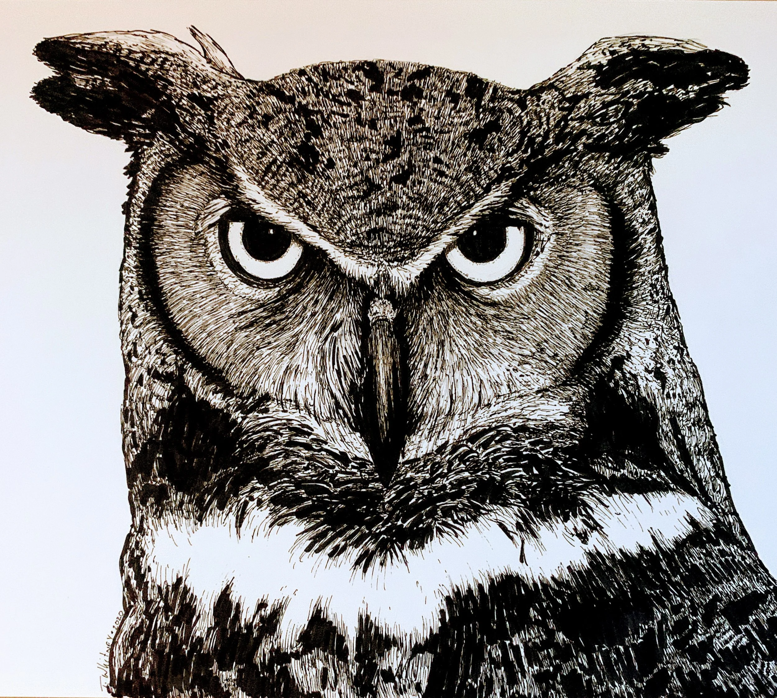 Great Horned Owl - ink