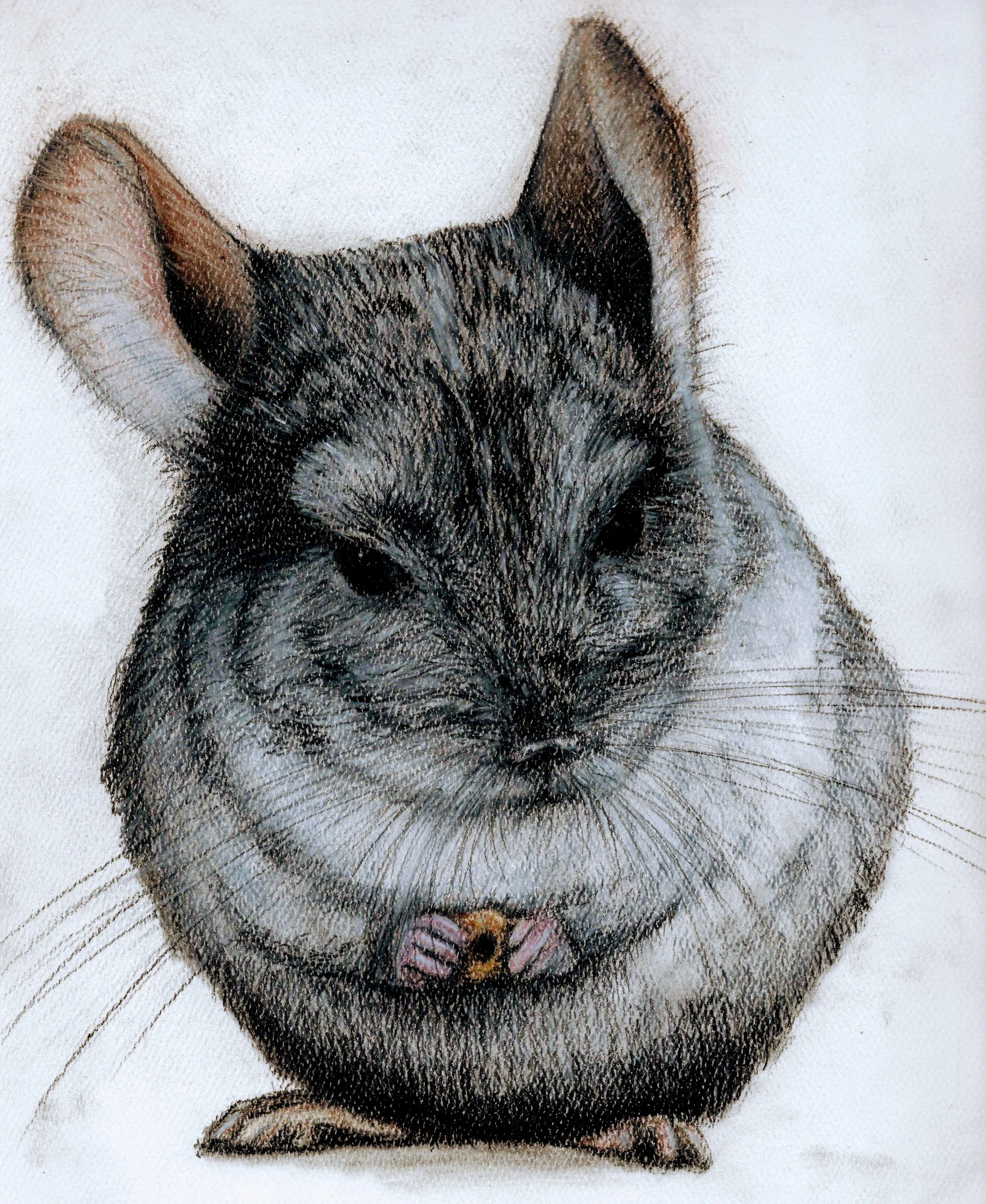 Charlie and the Cheerio - ink, colored pencil 