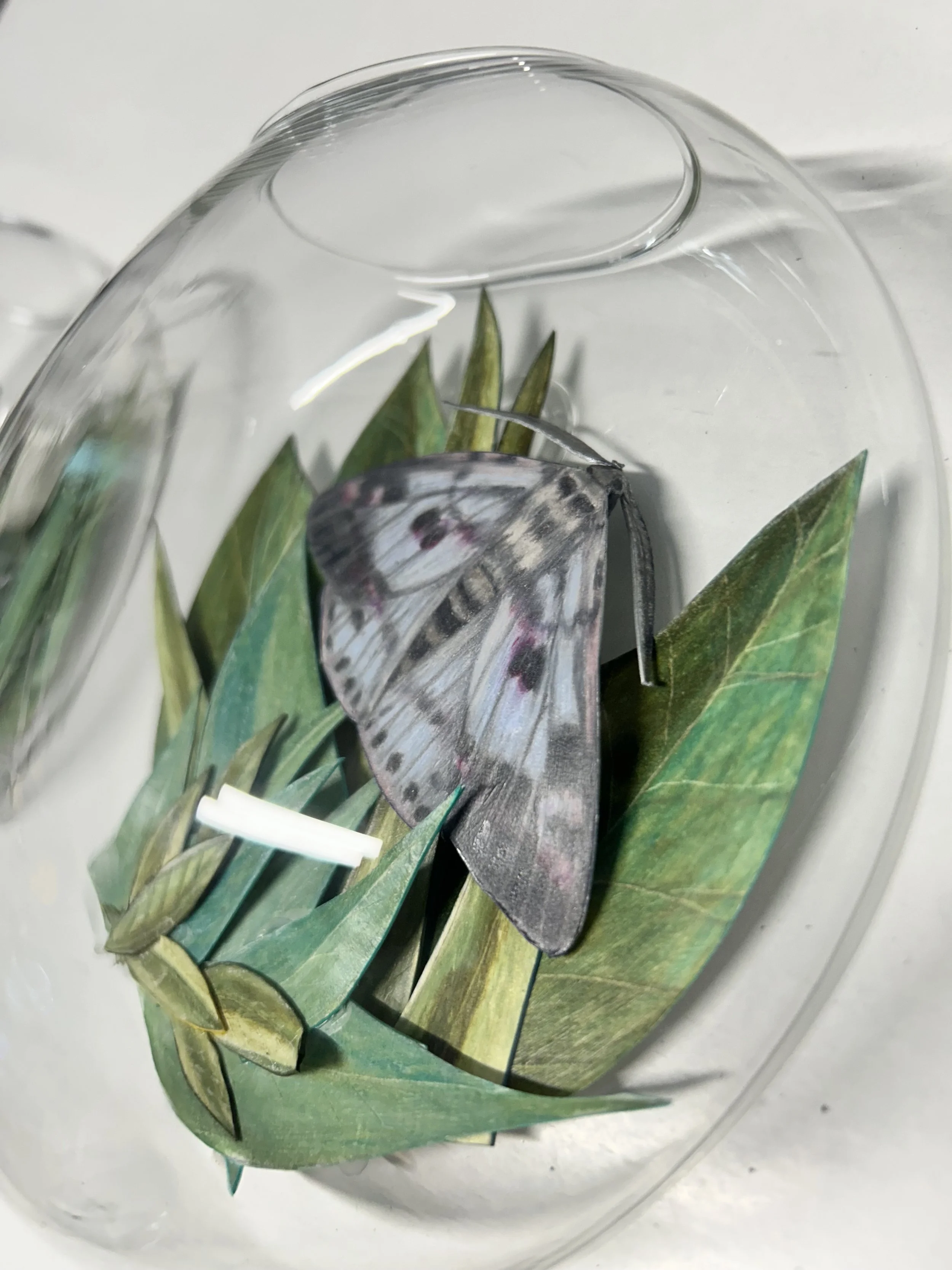 Paper moth in terrarium - colored pencil