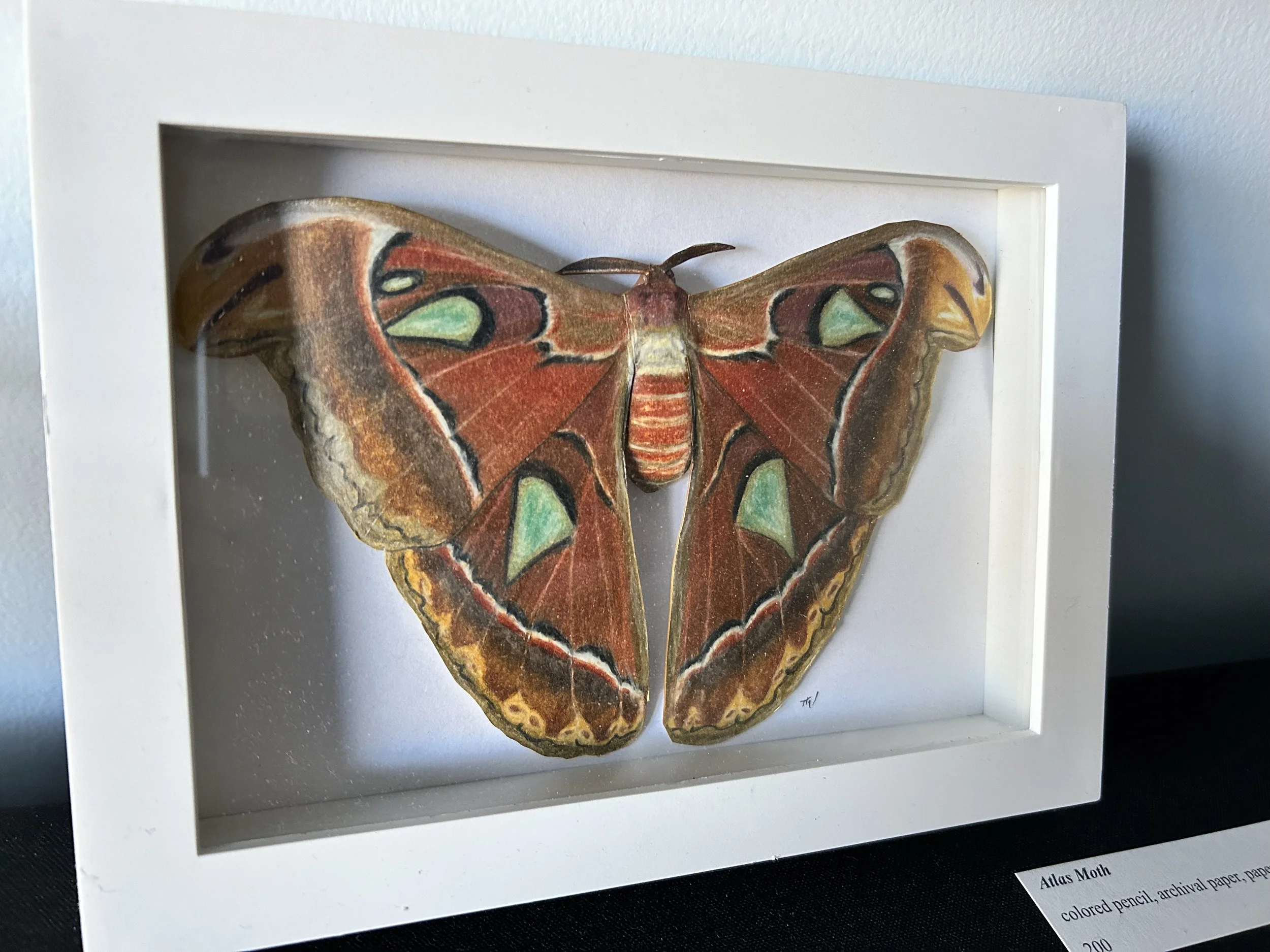 Atlas Moth - colored pencil on paper cutout 