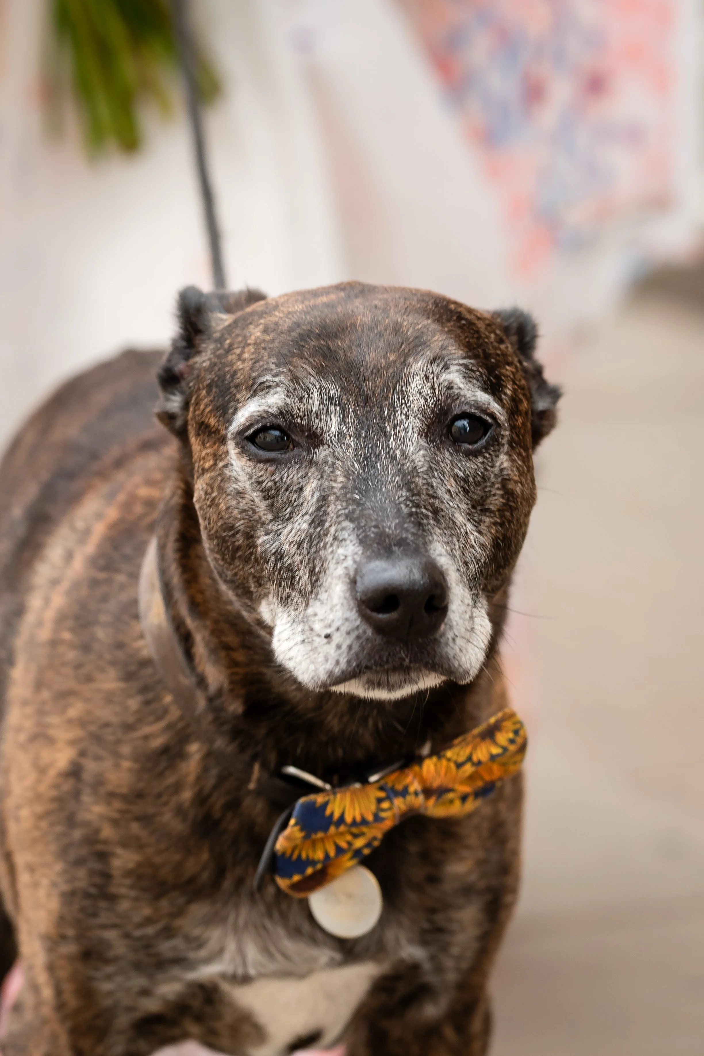 Divya Vadivel-21.jpg