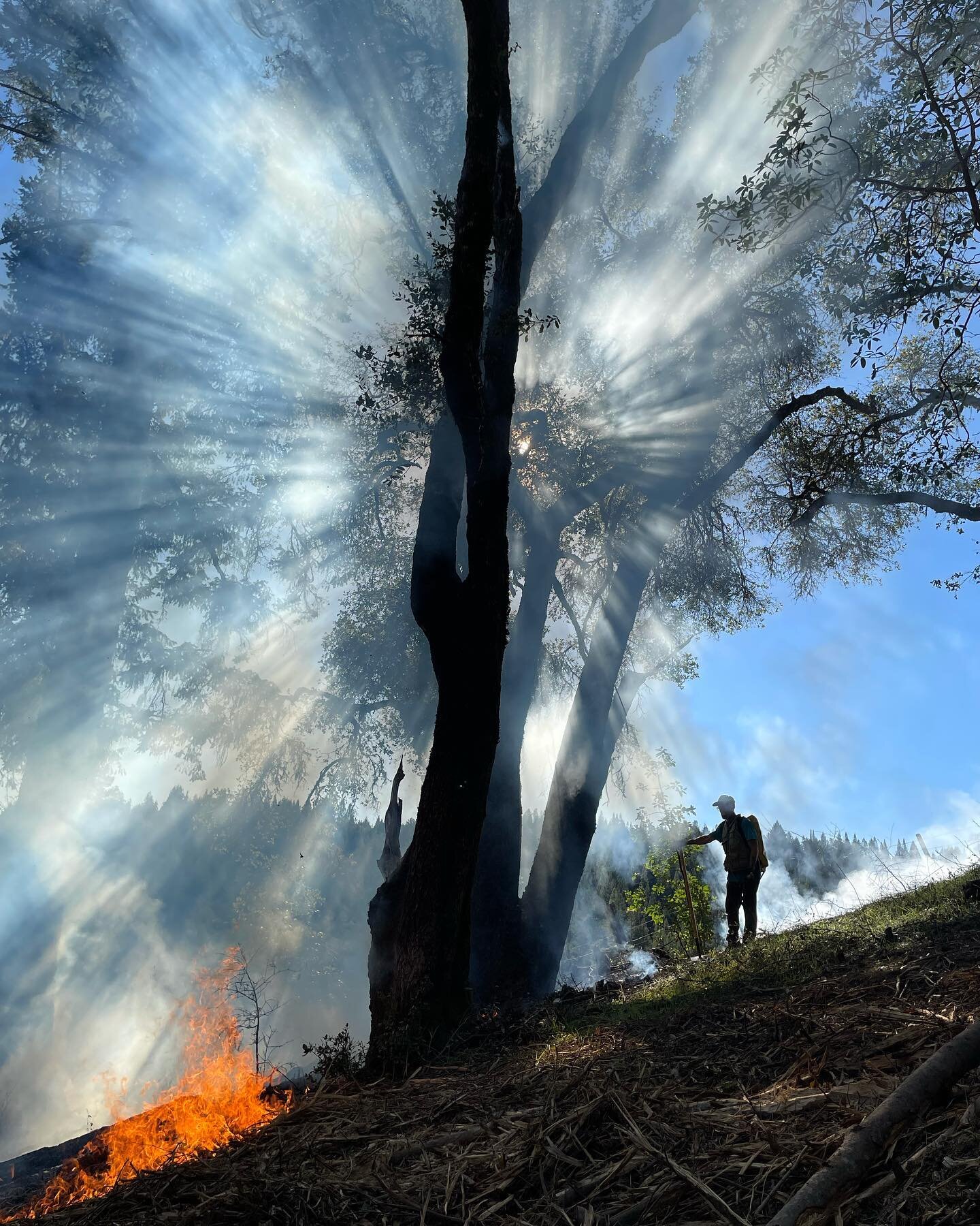 #prescribedburns 
#prescribedburning 
#prescribedfire 
#ancestralhealing 
#learningoldways
#preventforestfire
#mendocinopba 
#goodfire
#thankfire
#firesmokewind
#intentionalfire
#communitylife 
#tribalecorestorationalliance 

PIG Aka Probability of I