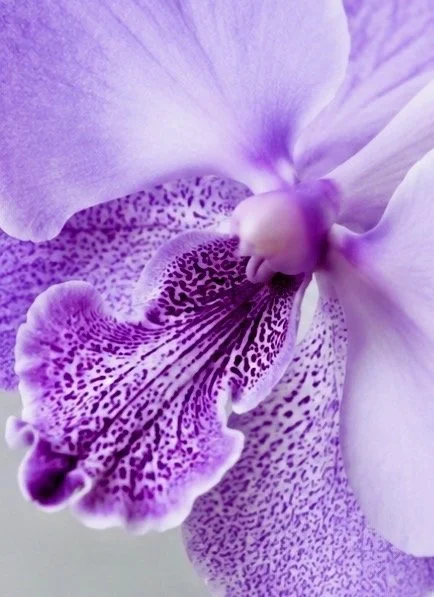 FULL BLOOM.jpeg