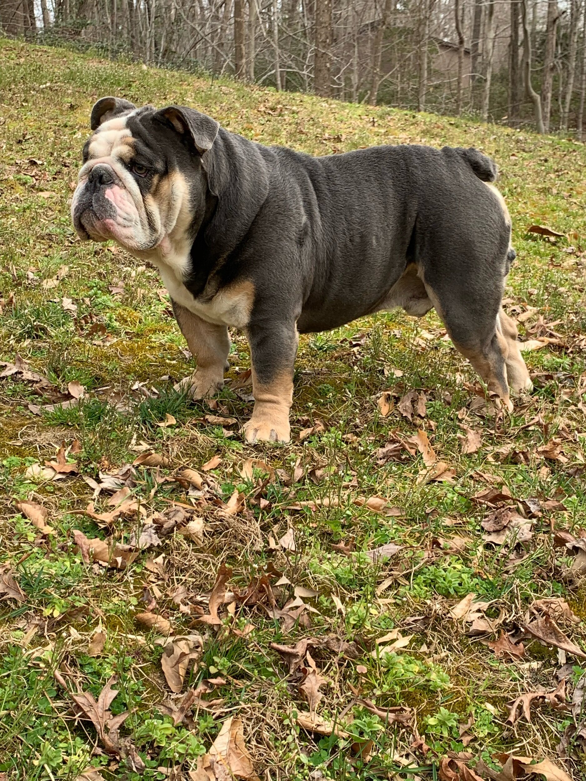 Zeus The English Bully