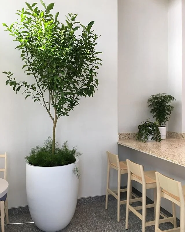 New coffee shop Citrus tree install. Hopefully it fruits as it has full sun most of the day #gardencrew #citrustree #indoorplants
