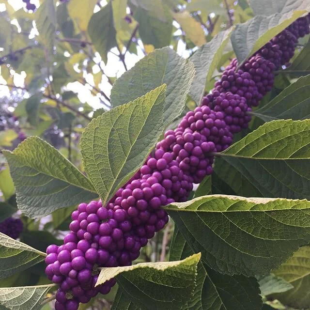 The most dense Callicarpa award goes to this plant
.
.
.
#callicarpa #gardencrew #purpleberries #beautybush
