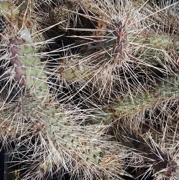 Don't touch.
.
.
.
#gardencrew #dangerousgroundcover #hardycacti #groundeffects