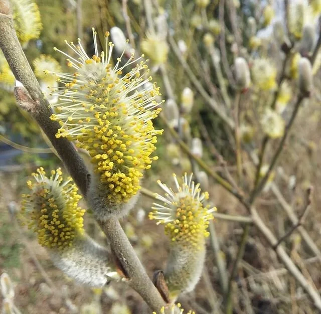 Creekside Salix beauty.
.
.
.
#gardencrew #salix #willow #everydaybeauty