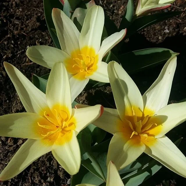 Hello Tulips
.
.
.
#gardencrew #tulips #springflowers
