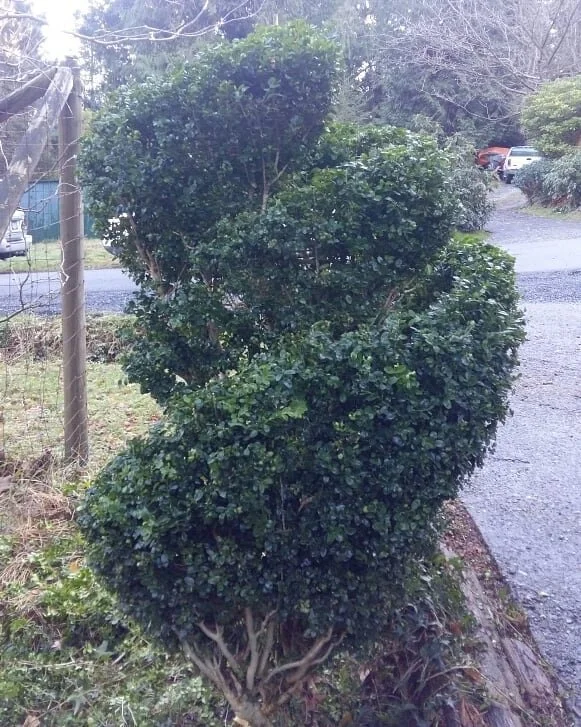First pass with the shears on the Boxwood blob.
.
.
.
#topiary #buxus #itwasablob #newhobby #gardencrew #needstogrow #hurryupspring #workinprogress