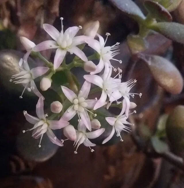 Suprise Jade flowering.
.
.
.
#jadeflower #gardencrew #supriseflowering #indoorplant #moneyplant