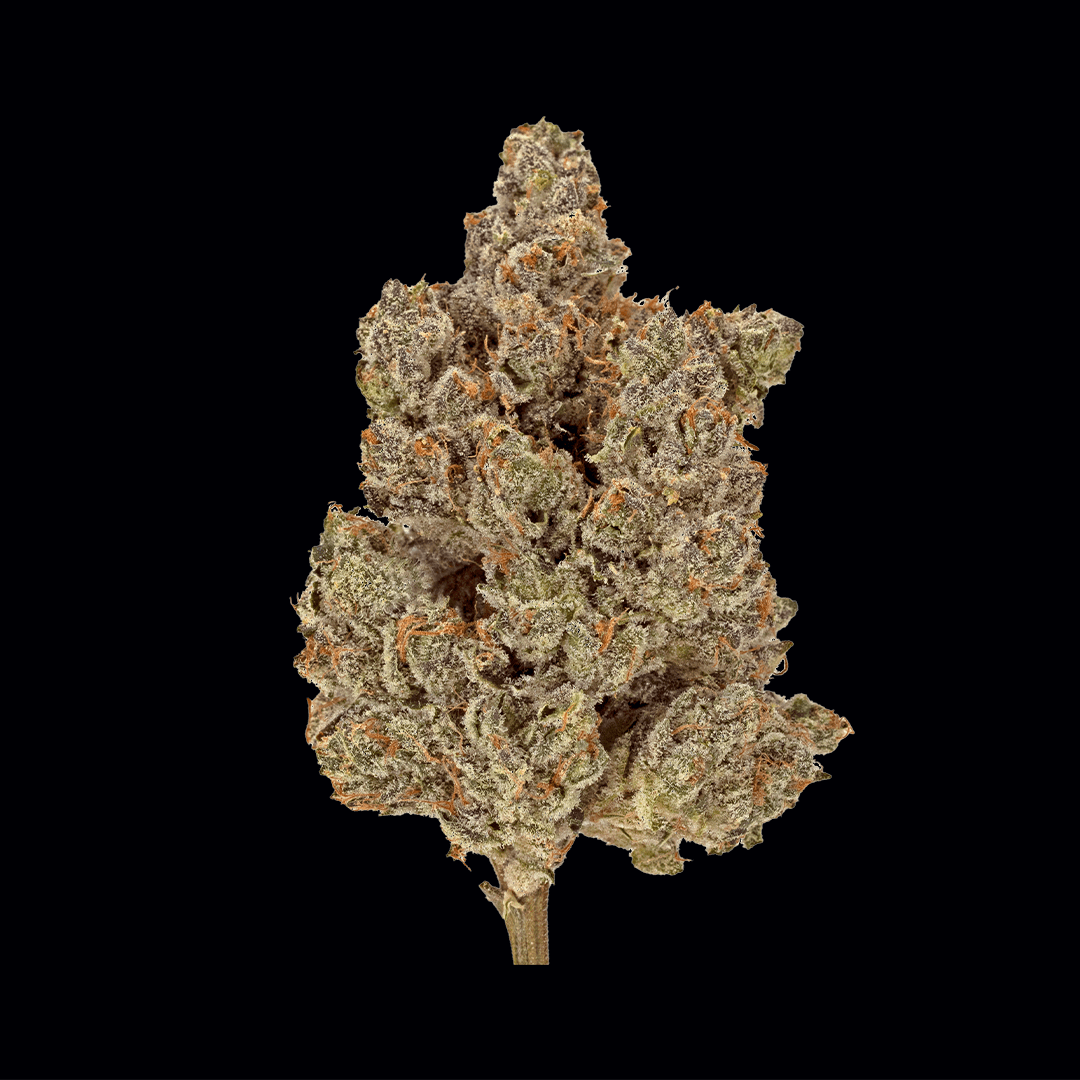 Close-up product shot of a Wonderbrett Orange Banana cannabis flower bud on a black background, showing a conical cluster of purple-tinted olive calyxes coated in trichomes with sparse orange pistils, on a visible stem.