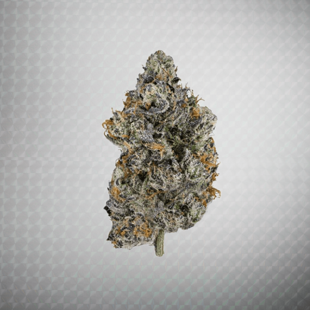 Close-up of a Wonderbrett GG4 cannabis flower on a light gray textured background, densely trichome-covered with dark purple and green hues and orange pistils