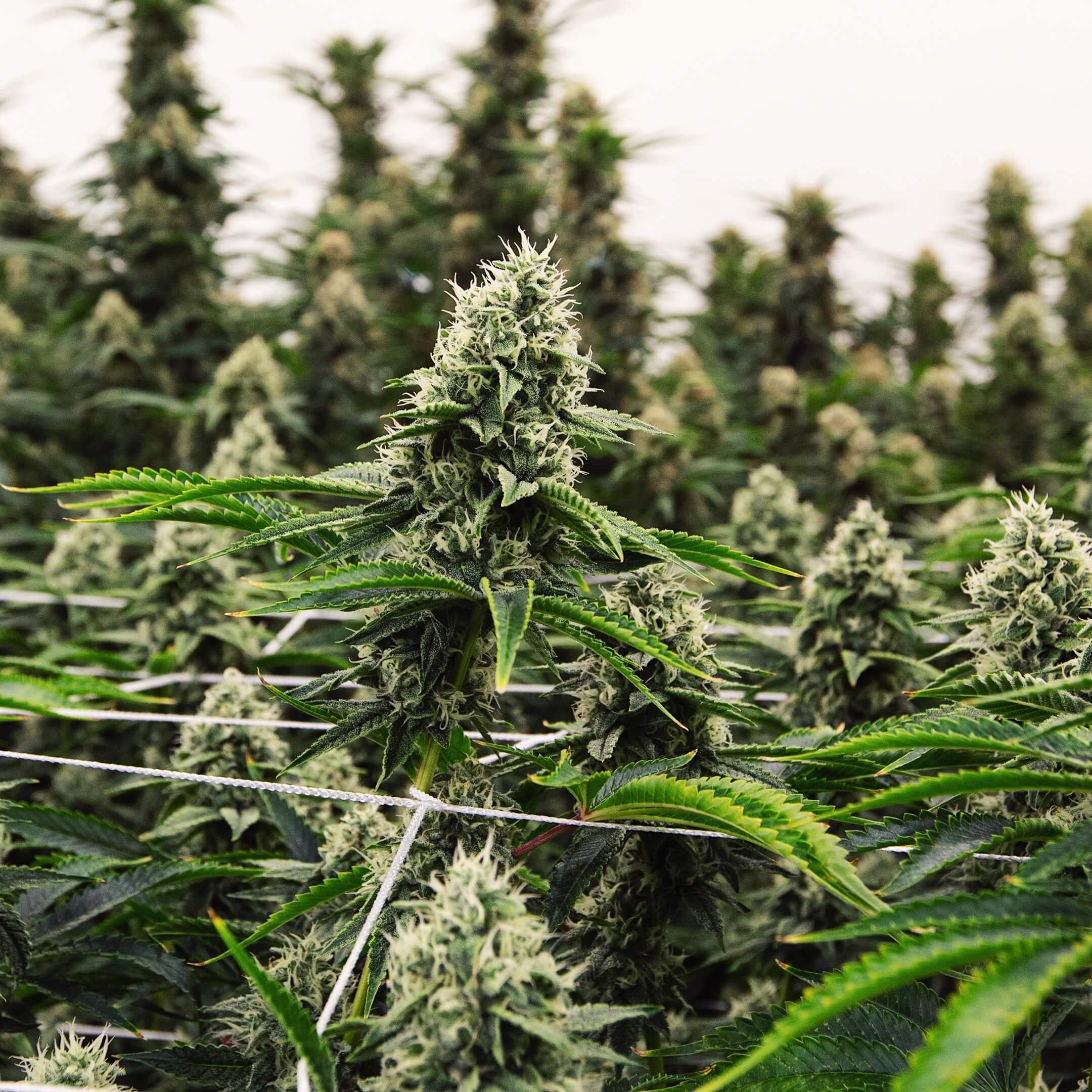 Rows of flowering cannabis plants inside a Wonderbrett indoor grow room, showing dense trichome-covered buds nearing harvest. Small-batch California craft cannabis cultivated by Wonderbrett.