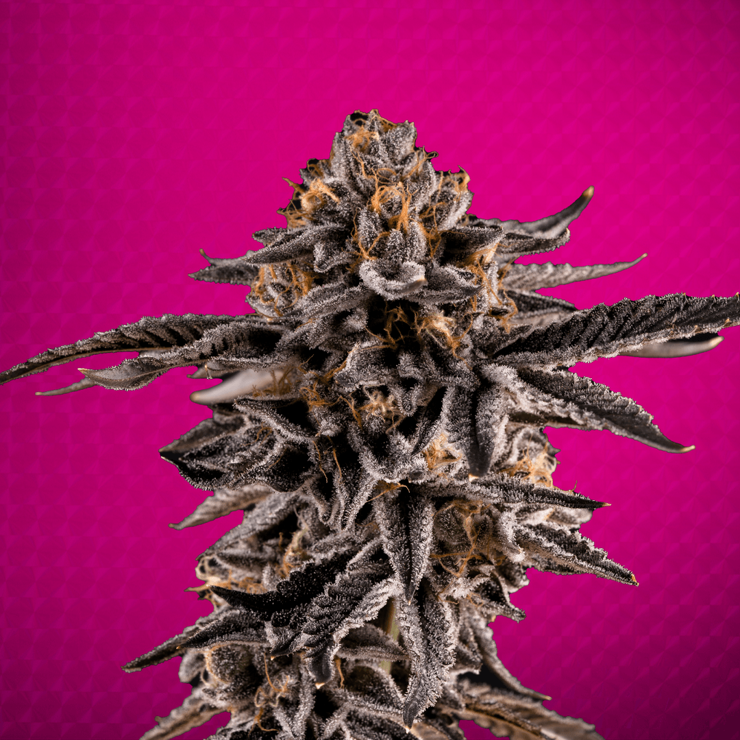 Close-up of a Wonderbrett Pink Picasso cannabis flower on a magenta background, densely trichome-covered with dark purple hues and orange pistils.