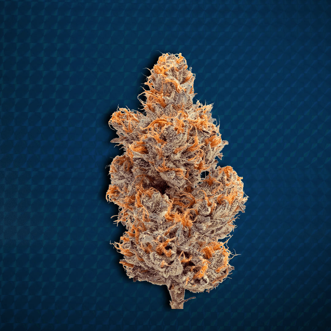 Close-up of a Wonderbrett Blue Cola cannabis flower on a dark blue background, densely coated in orange pistils with purple-tinted trichome-covered buds.
