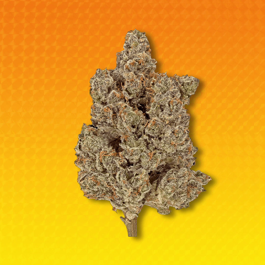 Close-up of a Wonderbrett Orange Banana cannabis flower on an orange textured background, densely trichome-covered with olive green tones and orange pistils.
