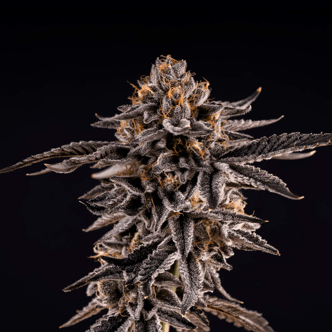 Close-up product shot of a Wonderbrett Pink Picasso cannabis flower bud on a black background, showing dark purple-black leaves heavily frosted with trichomes and bright orange pistils, with fan leaves splayed outward.