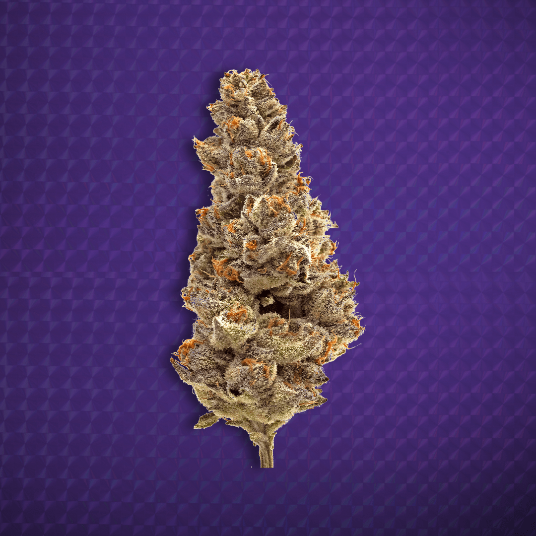 Close-up of a Wonderbrett Grapes of Wrath cannabis flower on a purple textured background, densely trichome-covered with light green tones and orange pistils.