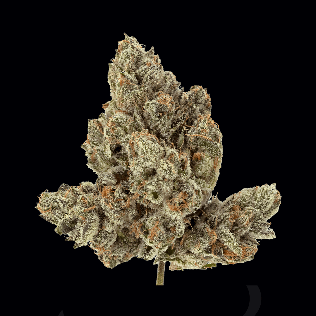 Close-up product shot of a Wonderbrett Black Orchid cannabis flower bud on a black background, showing an arrowhead-shaped cluster of light green calyxes heavily coated in trichomes with dense orange pistils throughout.