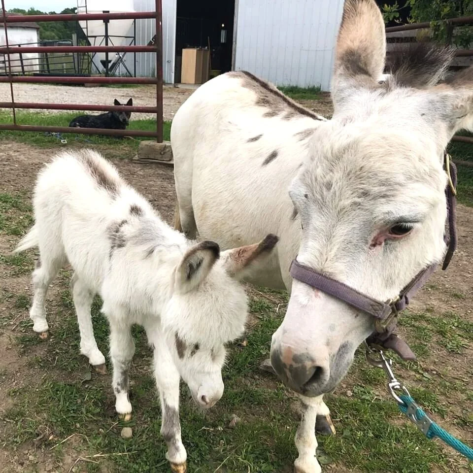 Shepherds Brook Farms
