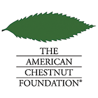 American Chestnut.png
