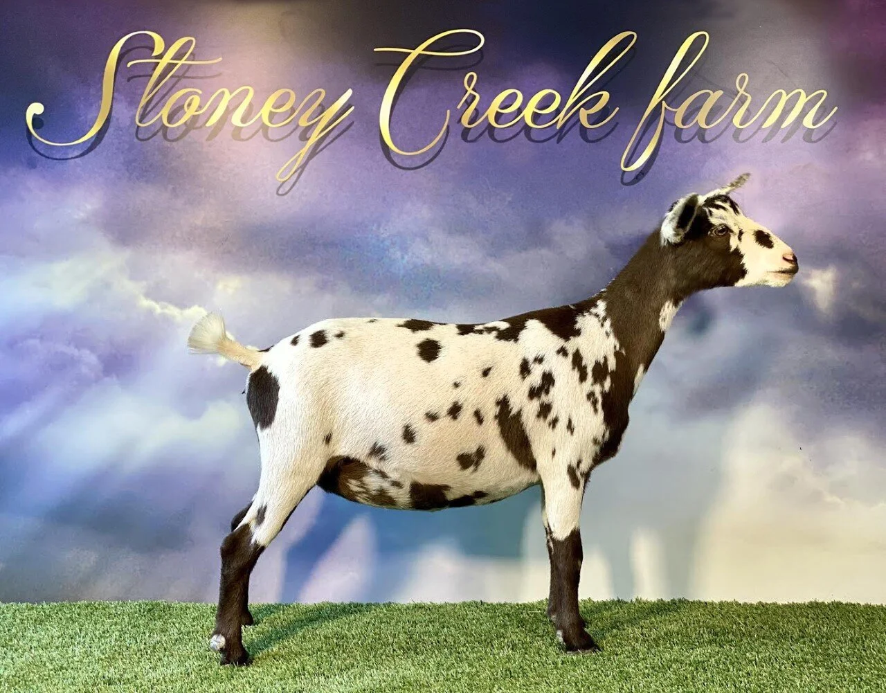 For Sale Stoney Creek Hallelujah 75ND — Stoney Creek Farm