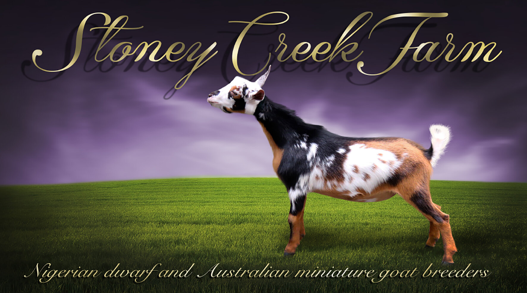 miniature goats for sale qld