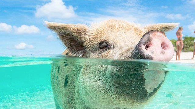 Mini Pig Little French Key.jpeg
