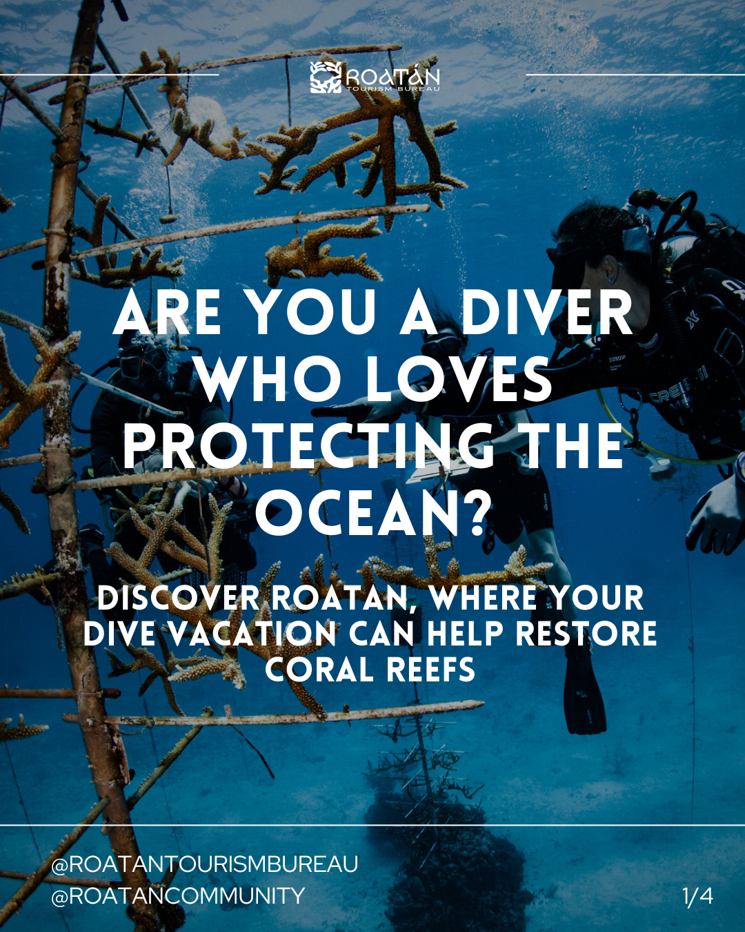 Coral Restoration Program in Roatan: Dive, Travel, and Protect the Reef