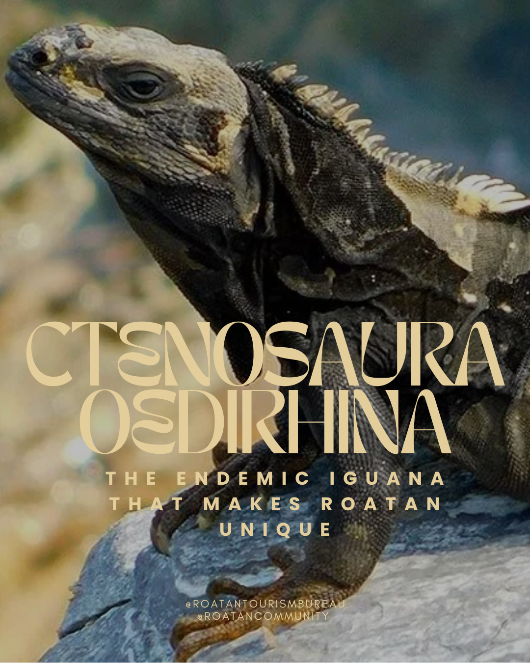 Ctenosaura oedirhina: The Endemic Iguana That Makes Roatan Unique
