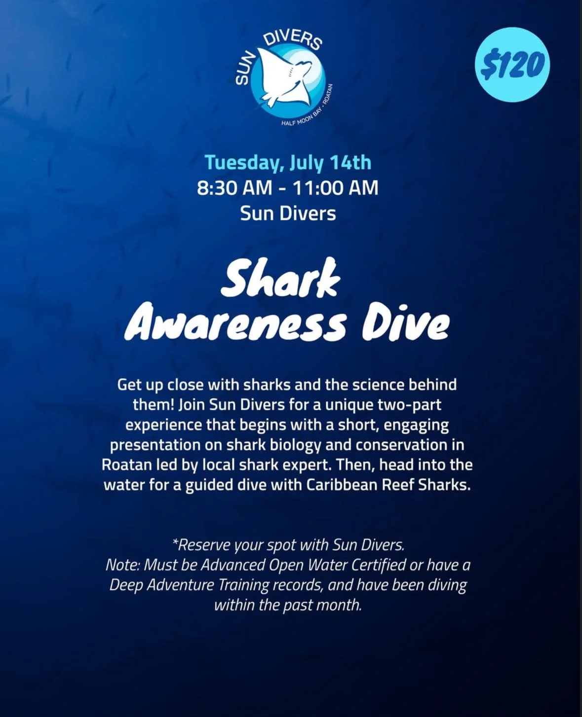 Shark Awareness Dive with Caribbean Reef Sharks in Roatán