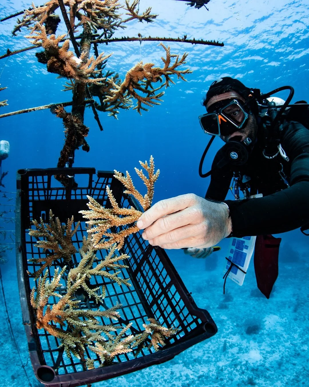 coral-restoration-3.jpg