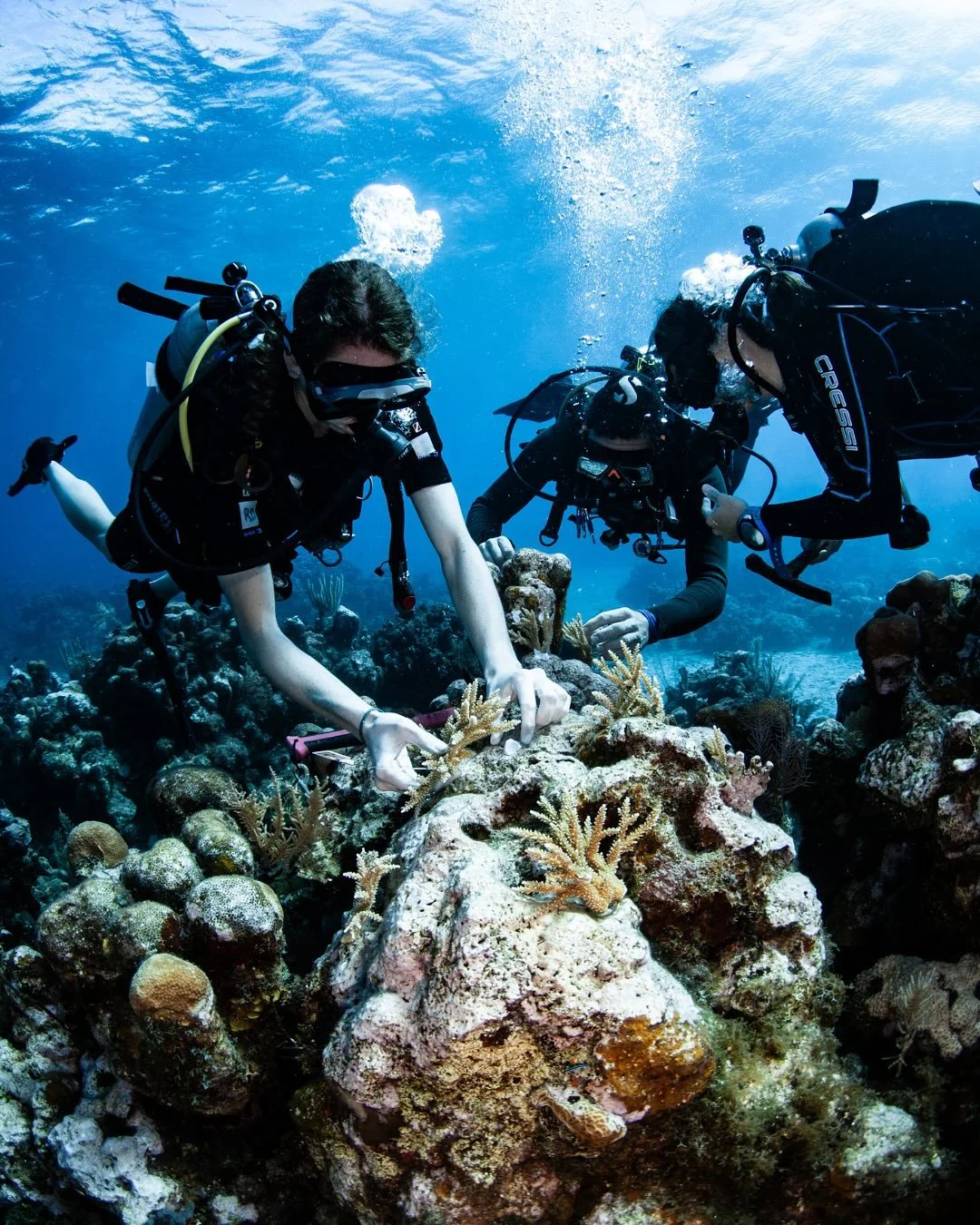 coral-restoration-4.jpg
