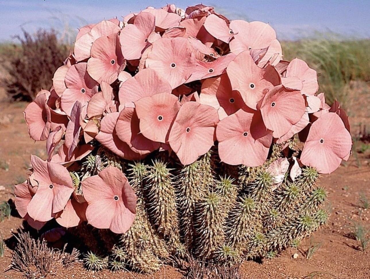 Hoodia Gordonii, Tankwa Karoo National Park, Northern Cape, South Africa ✺ VIA @slow_roads