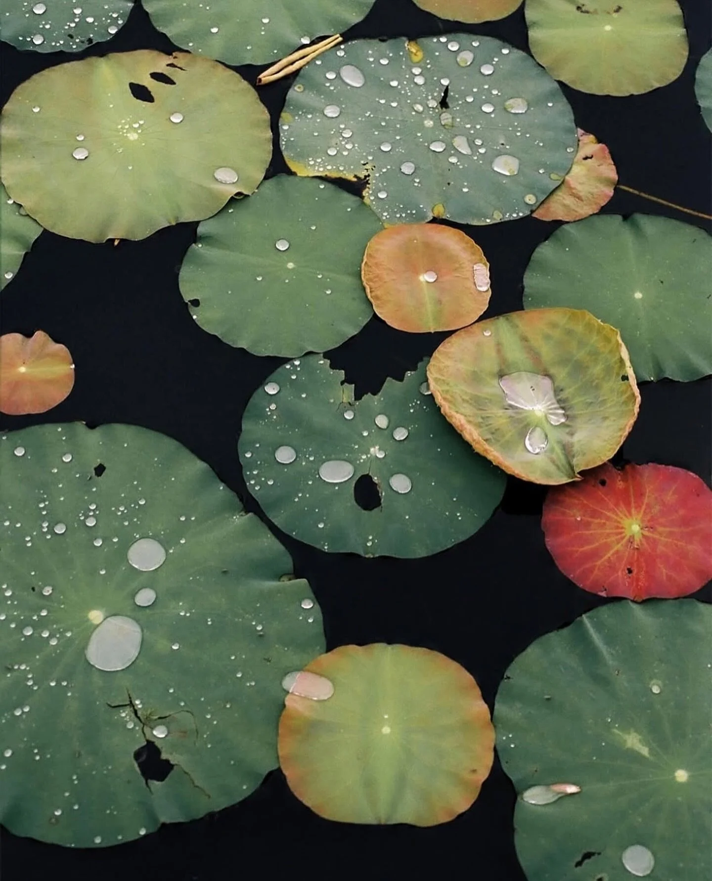 NOVA ARTS ✺ inspiration ✺ via @thibautmathieuad