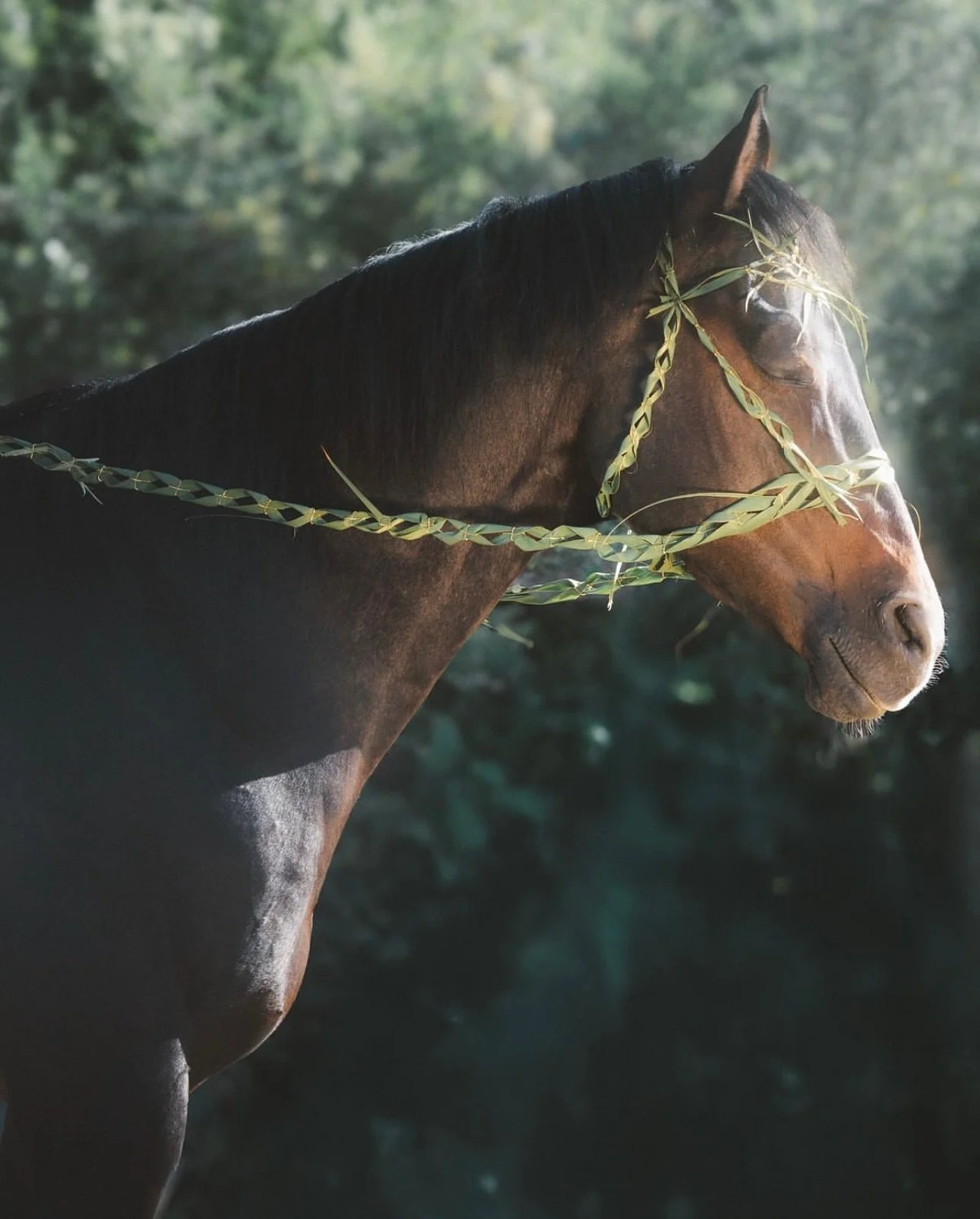 Handcrafted horse bridle made from Watsonia leaves, worn by Doc ✺ ARTIST @twothirdshoney