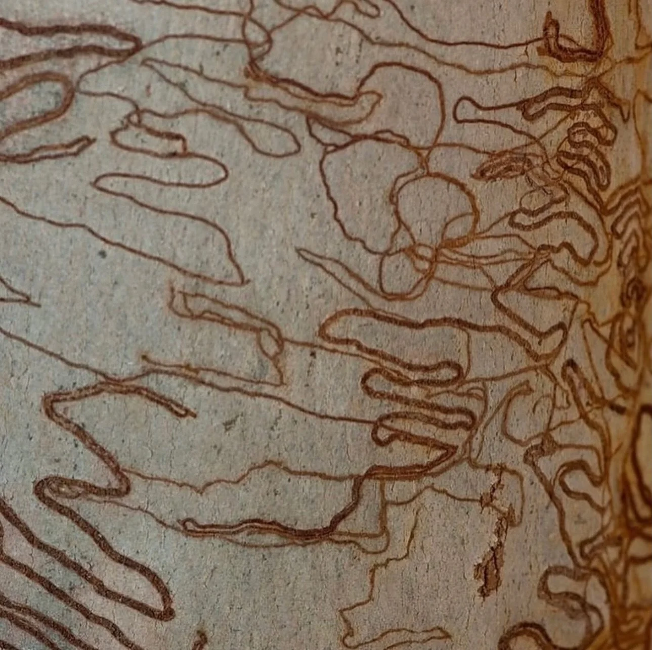 Patterns in tree bark made by burrowing beetles ✺ via @naturahuman