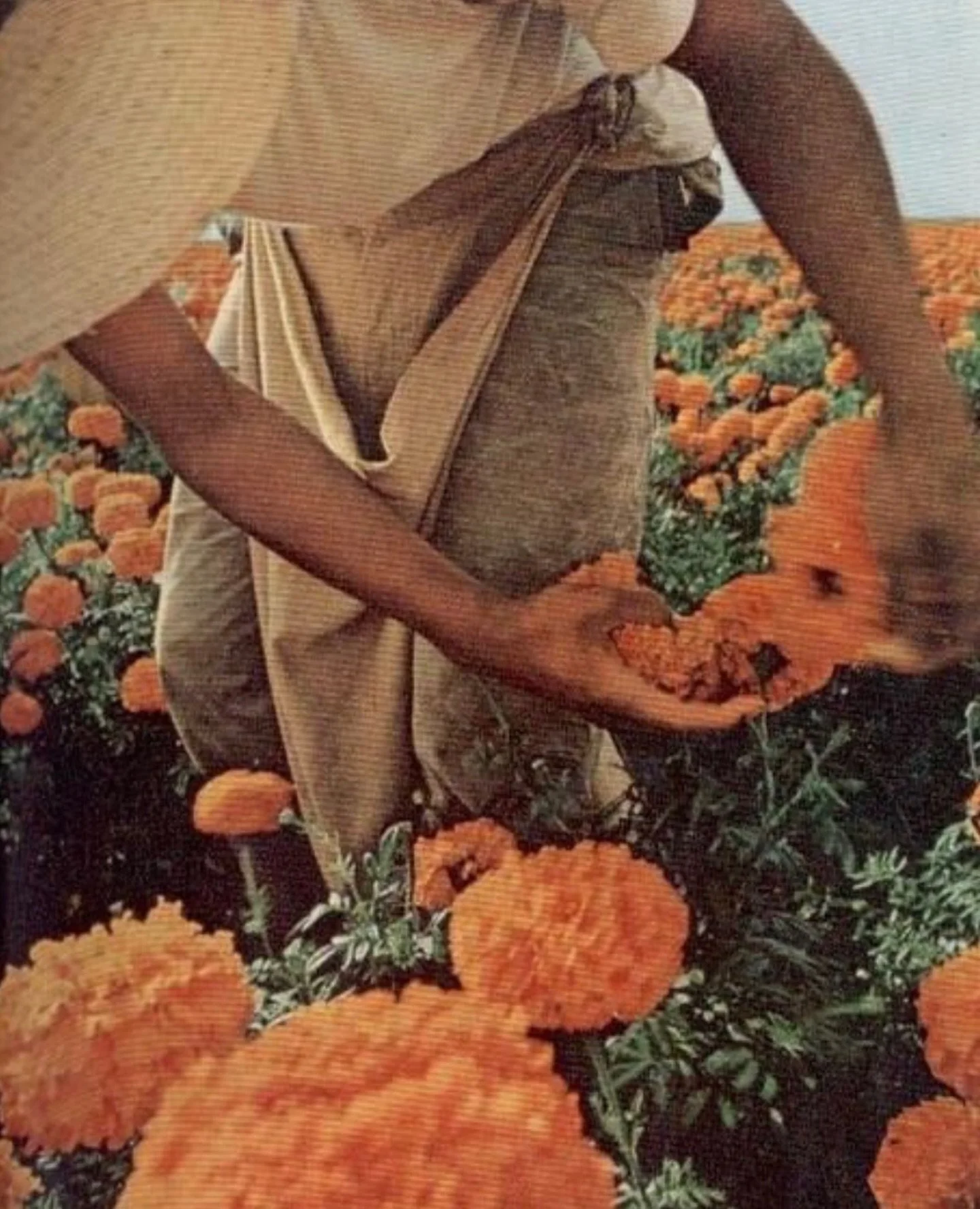 NOVA ARTS ✺ inspiration ✺ via @thequietbotanist