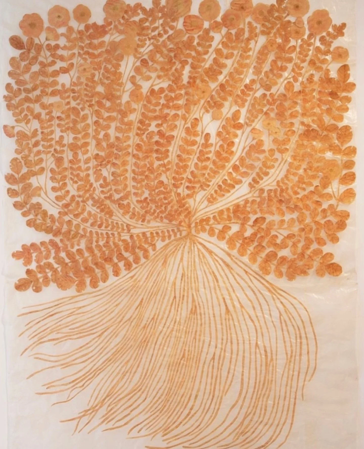 Fumi Imamura ✺ via @thequietbotanist