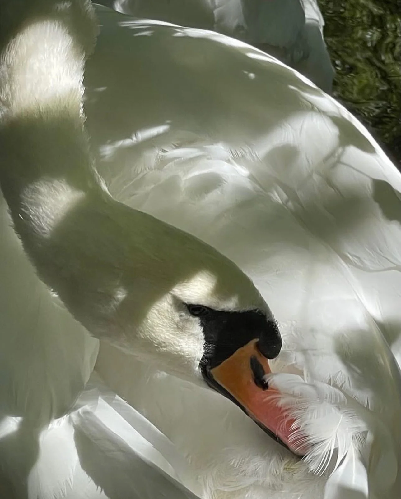 Swan and cygnet ✺ PHOTOGRAPHY @simpsonsarah365