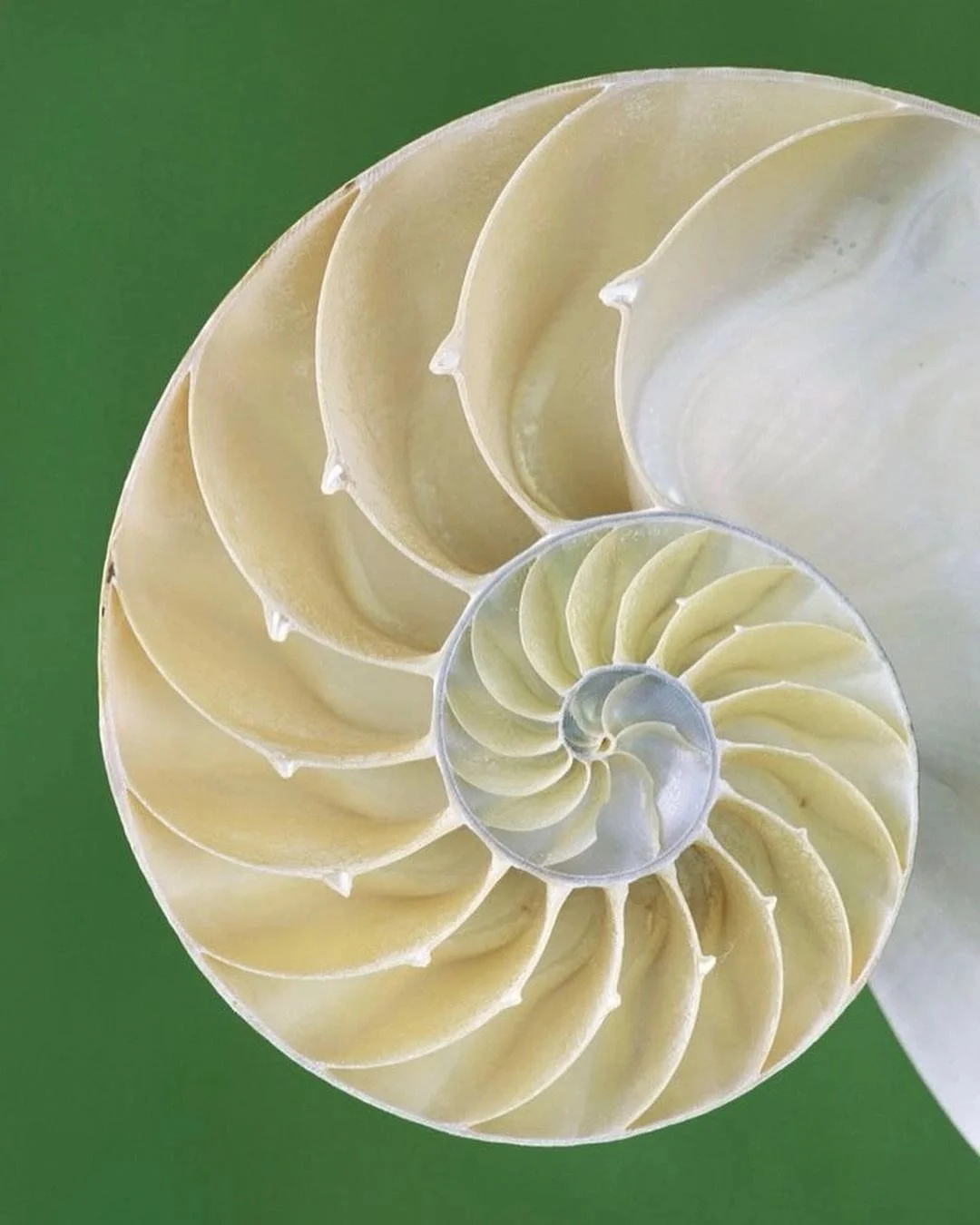 Each chamber once provided shelter and protection&hellip;
but the nautilus grows into a larger one.

The space that was once sufficient
becomes too small for the next stage.

Life is always moving us
into ever-expanding spaces.

This is true for indi