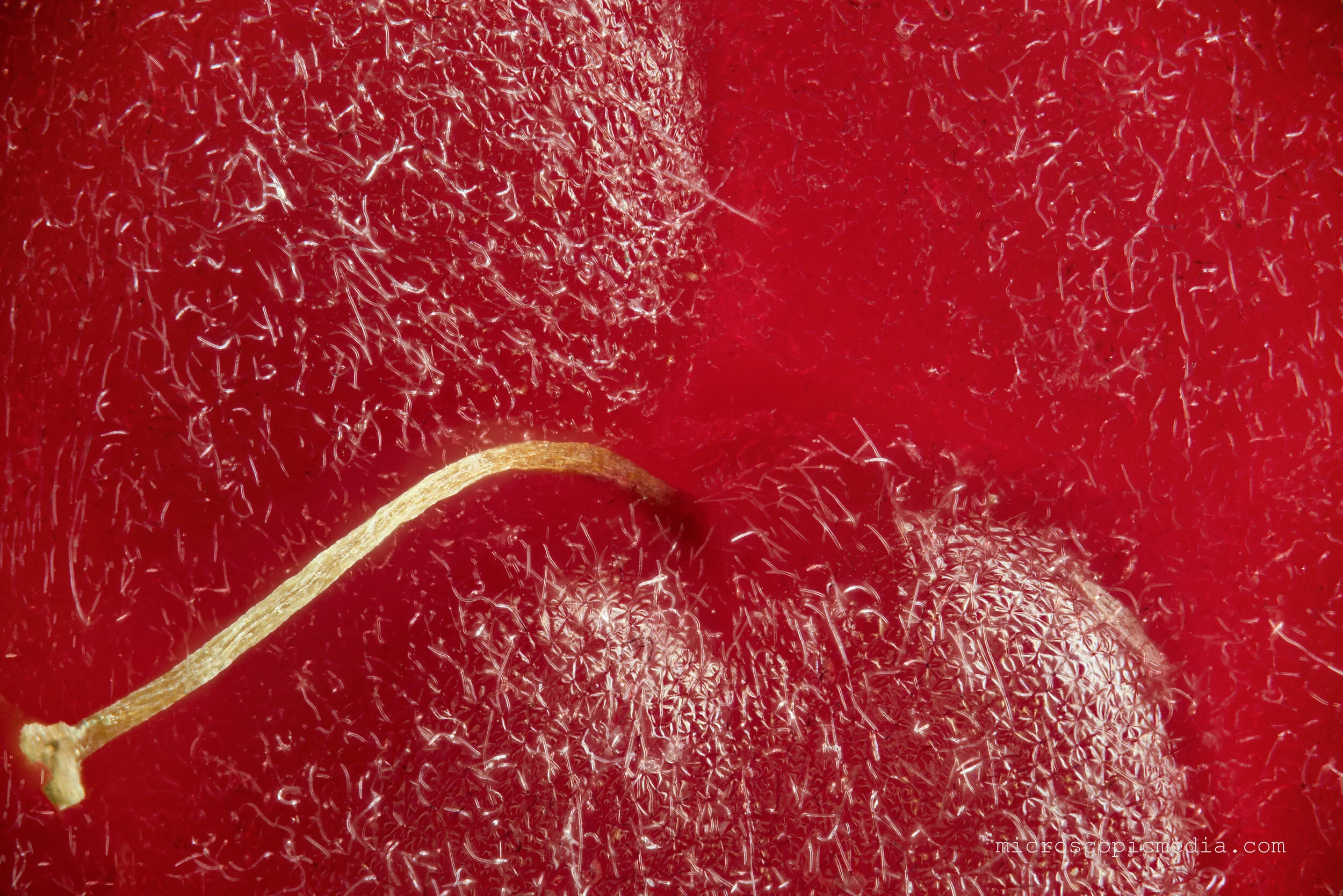 Watermelon seed under the microscope MicroPorn