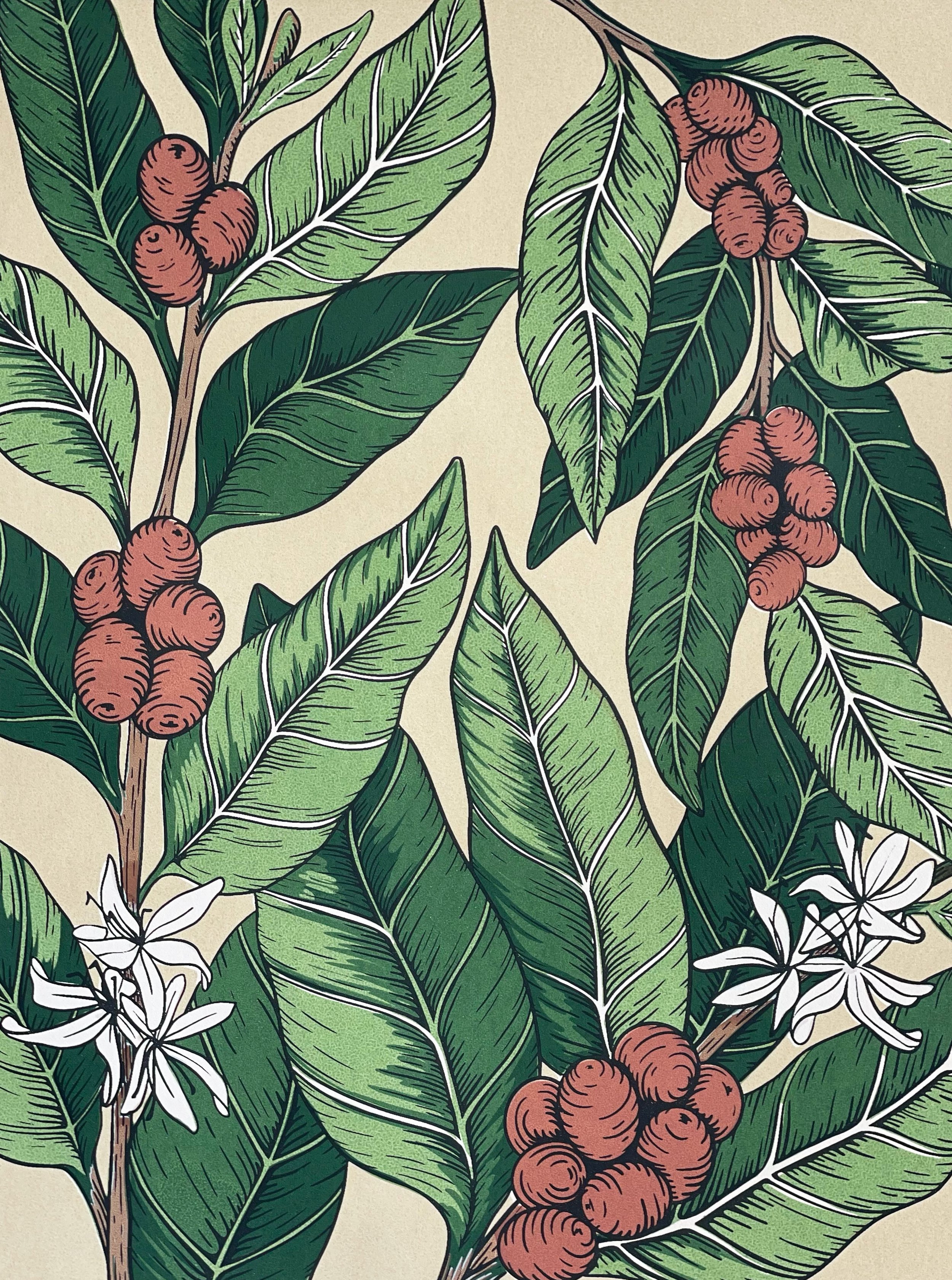Coffea Arabica Botanical_Silkscreen_2024.jpg